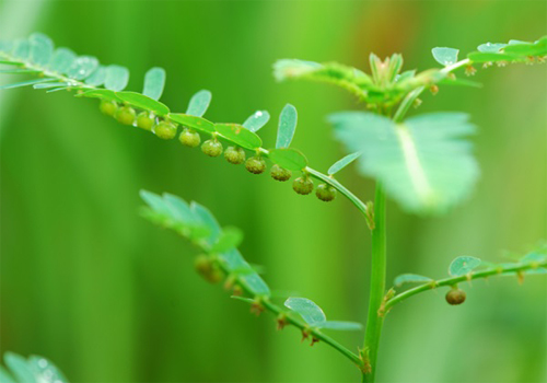 Herbal One - Compound Phyllanthus Urinaria (100 capsules)