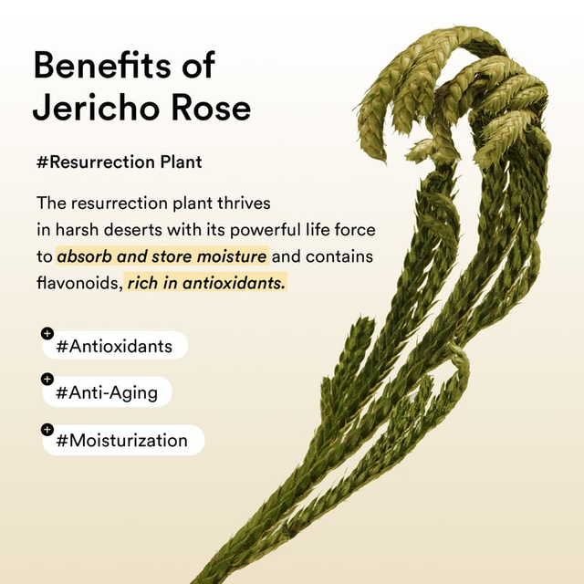 Abib - Collagen Eye Patch Jericho Rose Jelly (60 Patches)