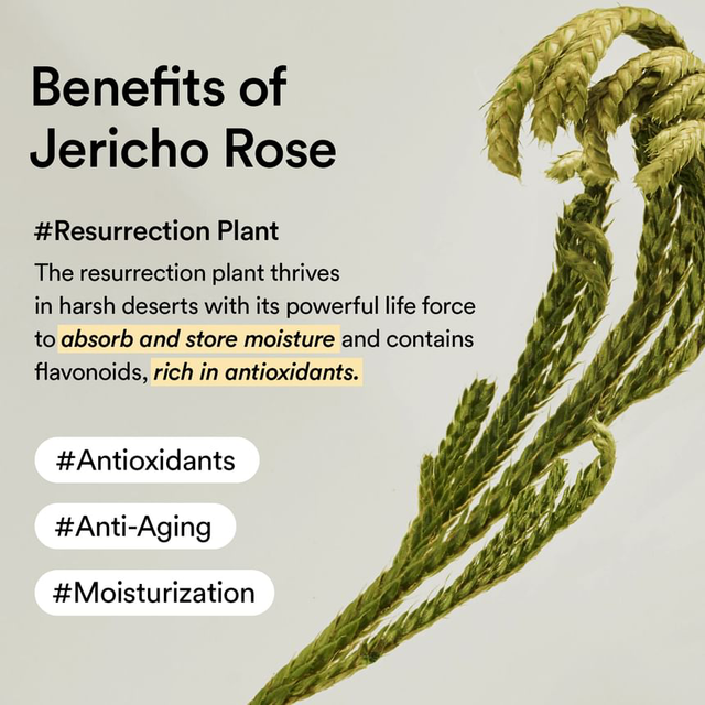 Abib - Jericho Rose Crème Nutrition Tube 75ml.