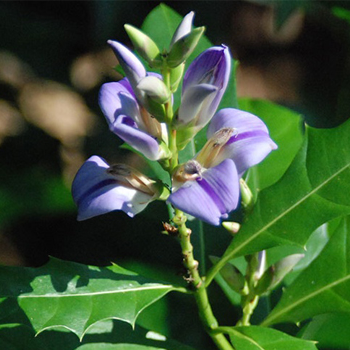 Duangporn - Sea Holly Capsules, Fish Gills, Betel Leaves, Tamarind Root - for treating lymphatic problems (100 capsules)
