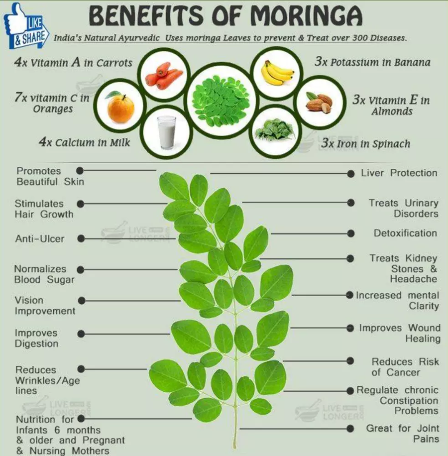 Herbal One - Auayan Moringa (100 capsules)