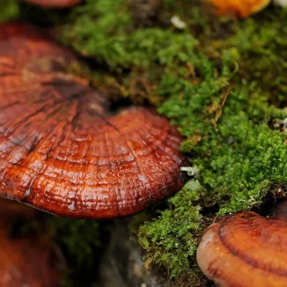 Duangporn - Ling Zhi Mushroom - Strenghthens the Immune System, Nourishes Internal Organs (100 capsules)