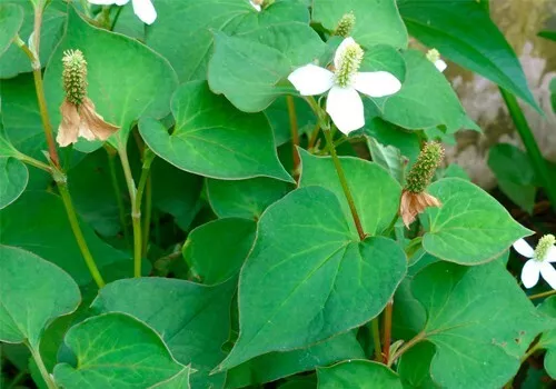 Herbal One - Compound Houttuynia Cordata (Betel Leaf) Exctract for Treating Lymphatic Problems (100 capsules)